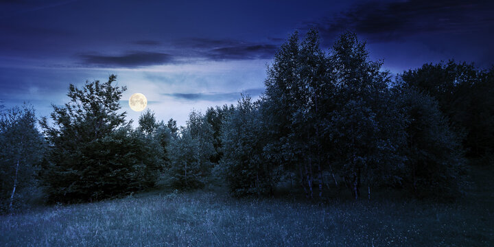 trees on the hill in summer scenery at night. beautiful mountain landscape in full moon light