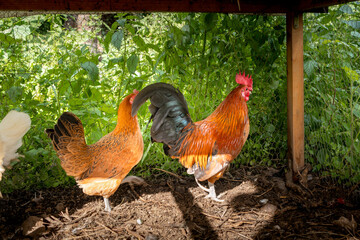 A rooster and a chicken inside a pen.