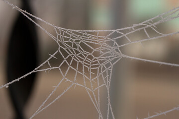 ragnatela ghiacciata