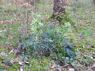 Fototapeta premium Stinkende Nieswurz