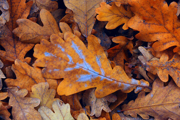 autumn leafs cover
