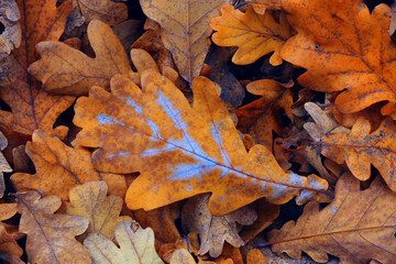 autumn leafs cover