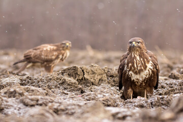 Common buzzard (Buteo buteo) in winter snow, in the fields in natural habitat, buzzards feeding, hawk bird on the ground, predatory birds