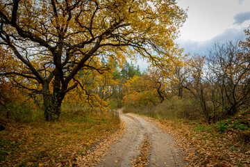 autumn road in forest