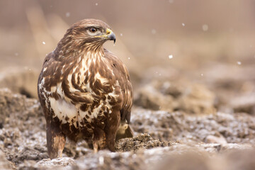 Common buzzard (Buteo buteo) in winter snow, in the fields in natural habitat, buzzards feeding, hawk bird on the ground, predatory birds