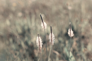 Obraz premium Field herbs and flowers close-up. Beautiful natural background. Selective focus.