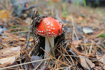 fly agaric mushroom