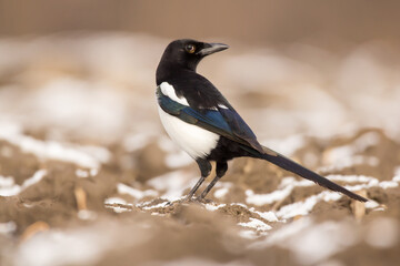 Magpie (Pica pica) or Eurasian magpie or common magpie in the fields on the ground, black white and blue corvid bird intelligent omnivorous crow in Corvidae family