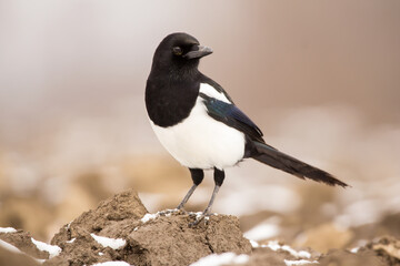 Fototapeta premium Magpie (Pica pica) or Eurasian magpie or common magpie in the fields on the ground, black white and blue corvid bird intelligent omnivorous crow in Corvidae family