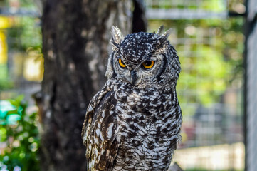 Portrait closeup of a cute and beautiful spotted eagle owl in a zoo in South Africa