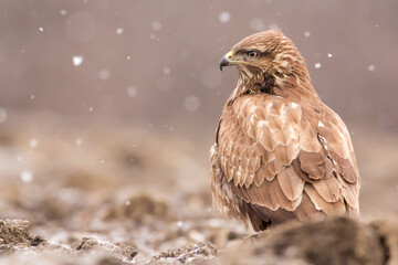 Common buzzard (Buteo buteo) in winter snow, in the fields in natural habitat, buzzards feeding, hawk bird on the ground, predatory birds