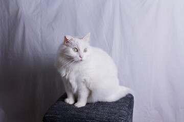 white cat sits on an ottoman on a white background