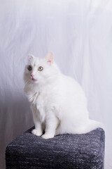 white cat sits on an ottoman on a white background
