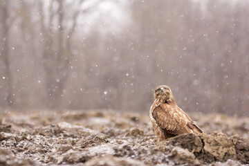 Common buzzard (Buteo buteo) in winter snow, in the fields in natural habitat, buzzards feeding,...