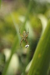 spider on a web