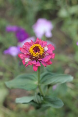 Obraz premium bee on a flower