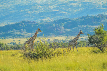 Authentic true South African safari experience in bushveld in a game reserve