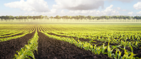 Field with rows of young corn