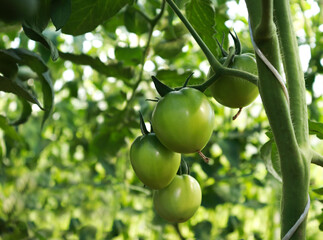 Fototapeta premium Immature tomatoes grow in a close-up greenhouse. concept of farming eclolgically clean vegetables