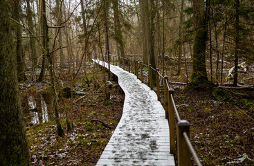 A wooden hiking path through the forest at Bialowieza Forest National Park, Poland