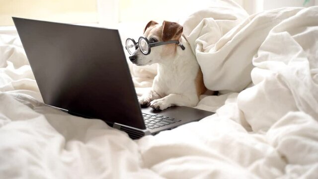 Funny dog using computer. Smart pet in nerd glasses typing on laptop keyboard. Freelancer lifestyle working from home. quarantine Social online work. Video footage. working hard