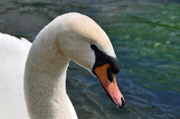 weißer Schwan auf einem See, Schwanenpaar