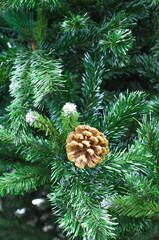 Branches of a Christmas tree with a cone. Background for the postcard. Vertical.