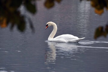 weißer Schwan auf einem See, Schwanenpaar