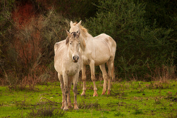 Obraz na płótnie Canvas Dos caballos de color blanco en un verde campo con arbustos.