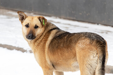 Sad stray dog stands in the snow. Close-up.