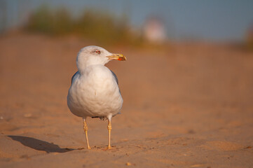 Gaviota patiamarilla (Larus michahellis) posada en una playa de Andalucía (España).