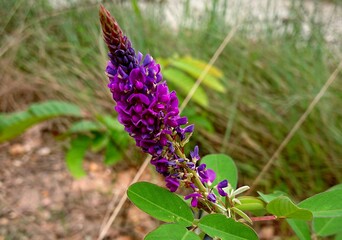 flower in the garden