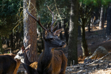 deer male in the forest (spring) (autumn) (fall)
