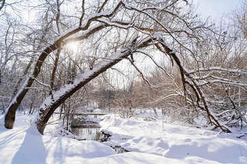 Winter Park in the afternoon. the stream is not frozen, the trees and the ground are covered with snow. walks in nature in the cold. Winter's tale.