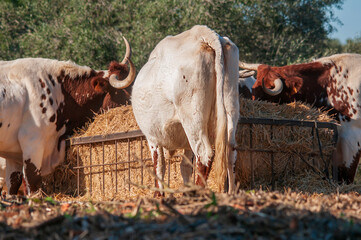 Vacas comiendo pasto en una granja.