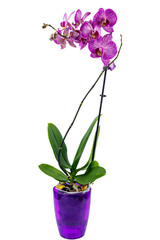 Orchid phalaenopsis in flower pot isolated on white background