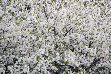 A bird cherry covered with white flowers and green leaves