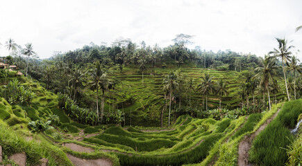 Fototapeta na wymiar Rice terraces, Bali, Indonesia