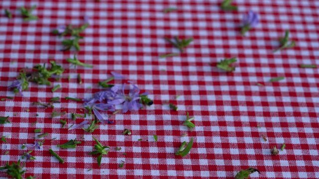 Cutting Common Chicory on table (Cichorium intybus - (4K)