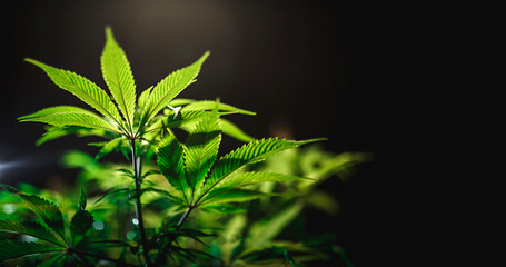Green cannabis leaf close up on black background with sunbeam and glow. Medical marijuana cultivation. Copy space