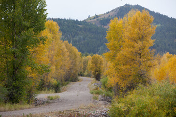 Road through the Autumn woods