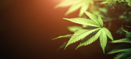 Green cannabis leaf close up on black background with sunbeam and glow. Medical marijuana cultivation. Copy space
