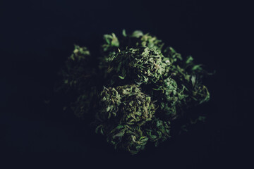 cannabis buds