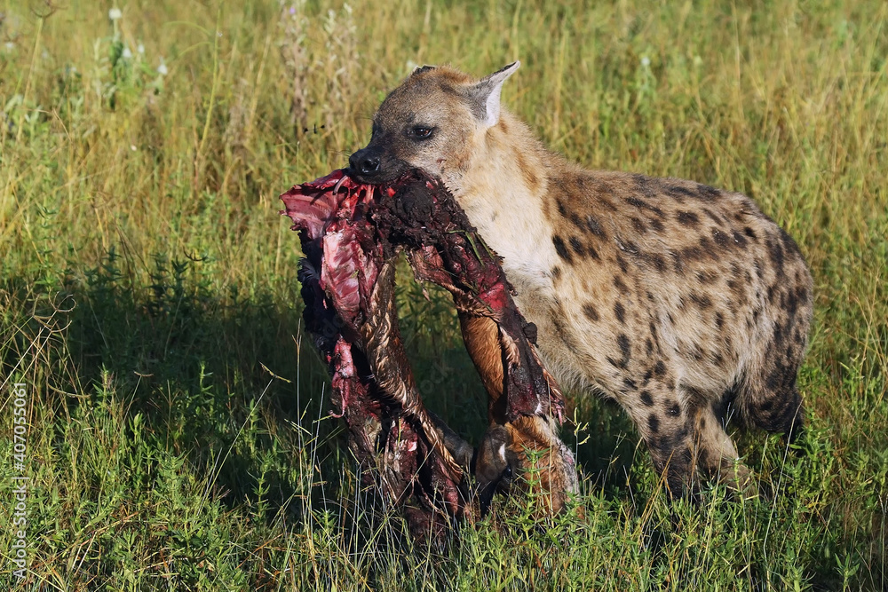 Wall mural The spotted hyena (Crocuta crocuta), also known as the laughing hyena carrying the remains of impalas