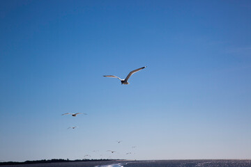 Fototapeta na wymiar Seagulls flying over the water