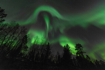 Aurora over the forrest