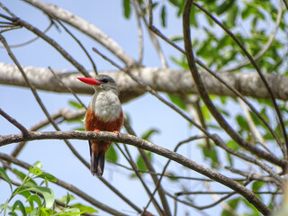 Grey headed Kingfisher, Cape Verde, Santiago island, fauna, birds.