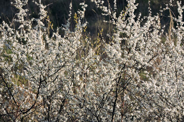 A sloe covered with white flowers, blurred meadow in the background