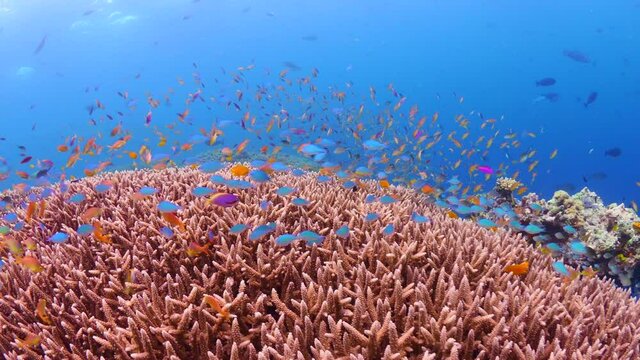 Colorful tropical fish schooling over pristine coral reef in the pacific Ocean