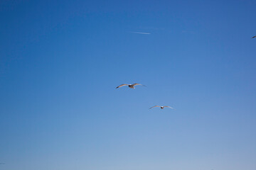 Seagulls flying over the water